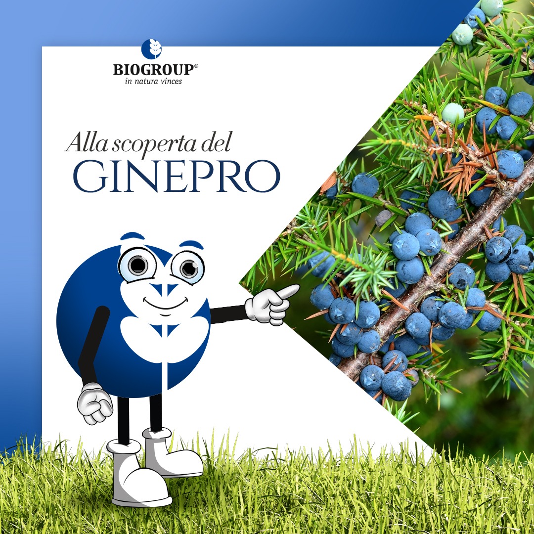 Ginepro: non solo Gin!